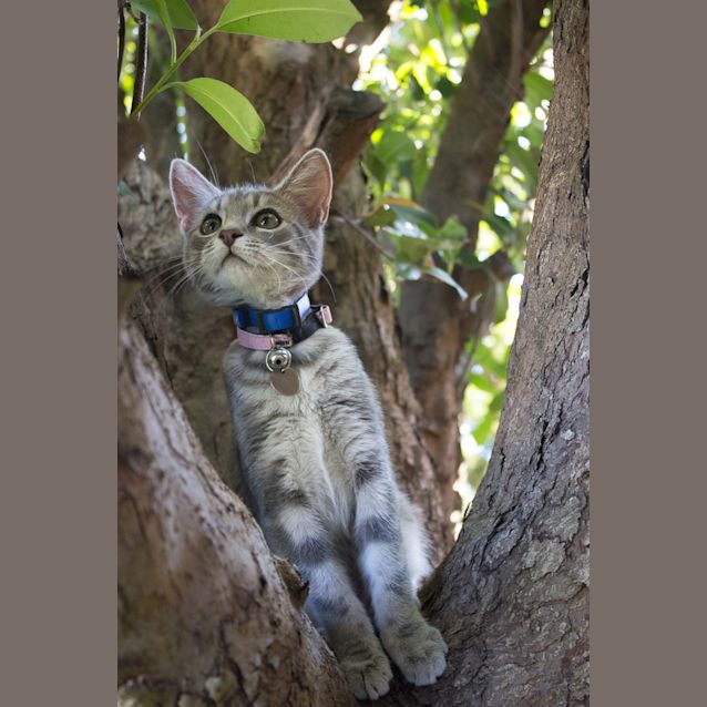 Photo of Misty