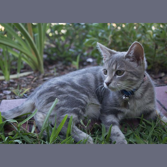 Photo of Misty