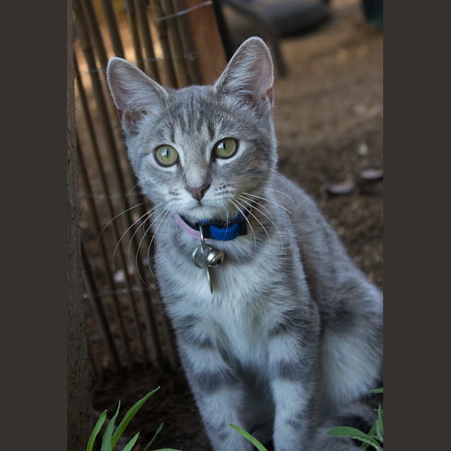 Photo of Misty
