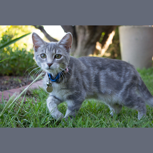 Photo of Misty