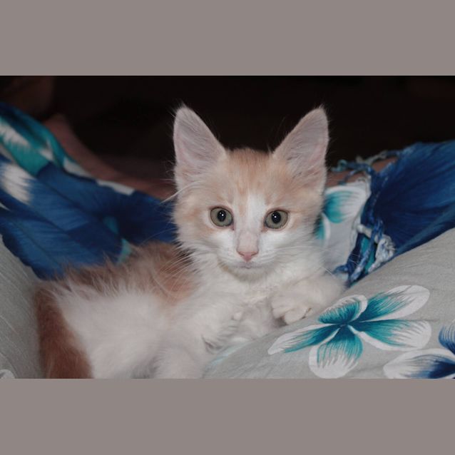 Photo of Dallas