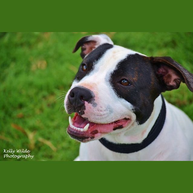 Photo of Kobie