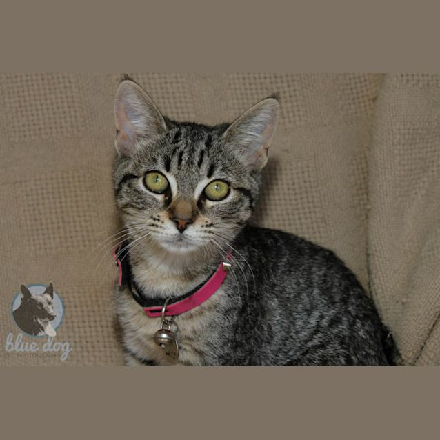 Photo of Ellie (C971)