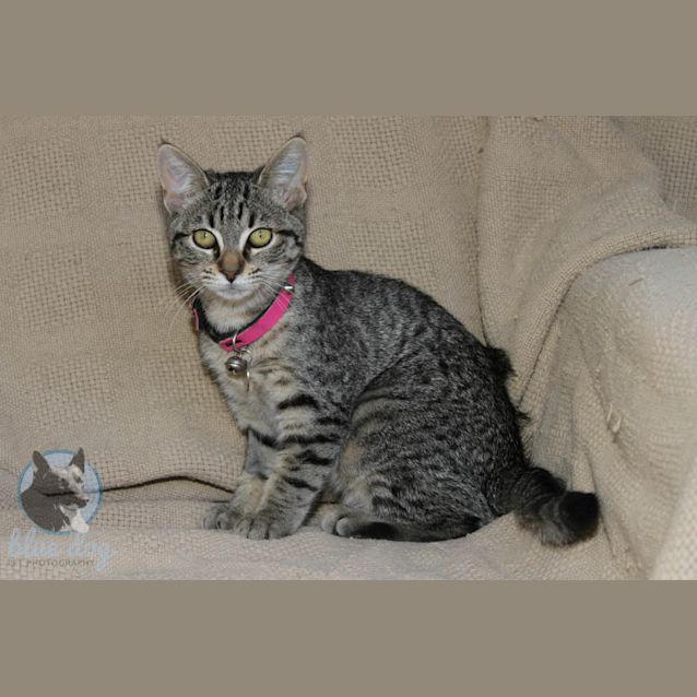 Photo of Ellie (C971)