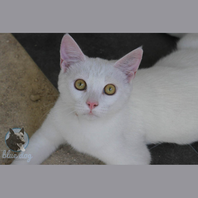 Photo of Soda (C983) Indoor Cat Only