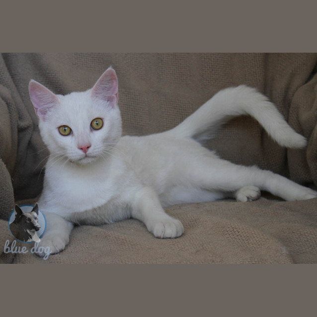 Photo of Soda (C983) Indoor Cat Only