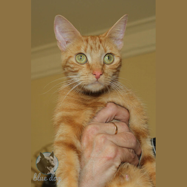 Photo of Fergie (C985)