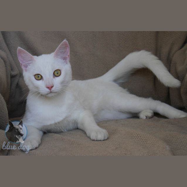 Photo of Soda (C983)