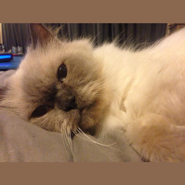 Photo of Merlin