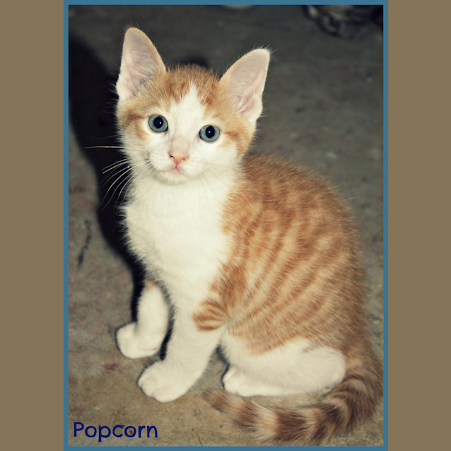 Photo of Popcorn
