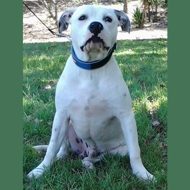 Photo of 091 3229 Charlie