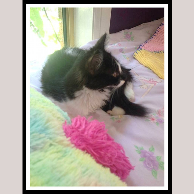 Photo of "Evangeline"   Purrfect Match