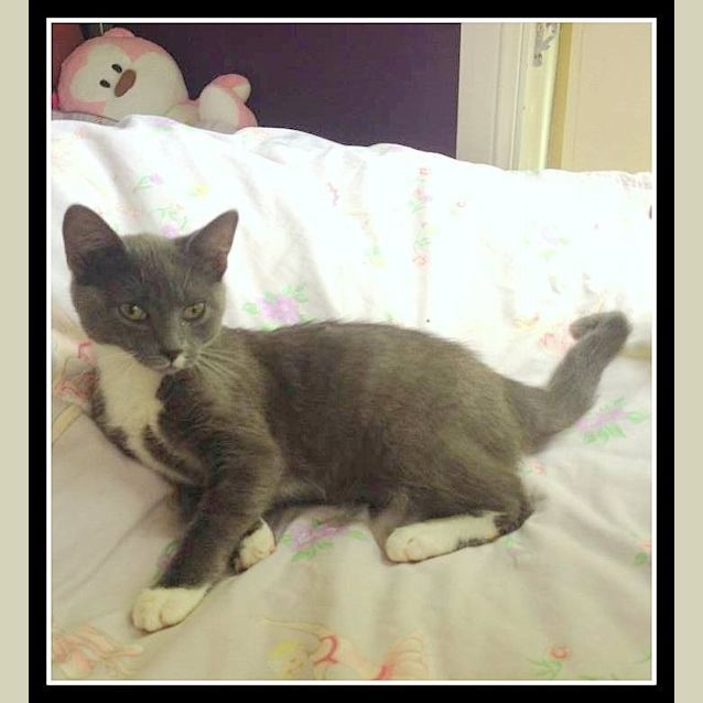 Photo of "Lord Byron"   Purrfect Match
