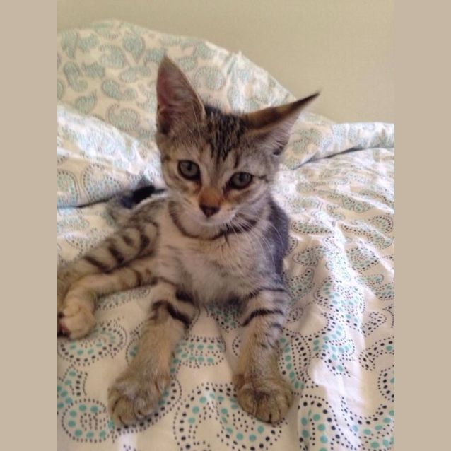 Photo of Glimmer 