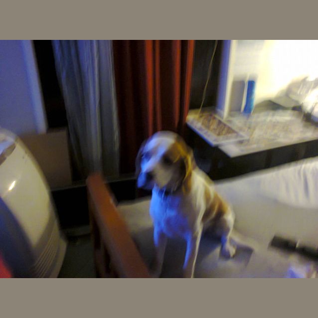 Photo of Marley