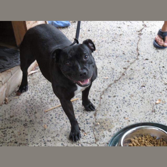 Photo of Foxi   English Staffy On Hold Pending Adoption