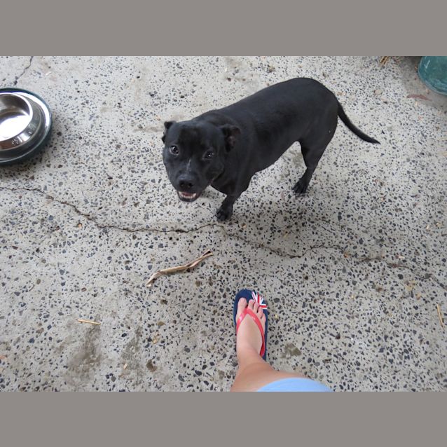 Photo of Foxi   English Staffy On Hold Pending Adoption