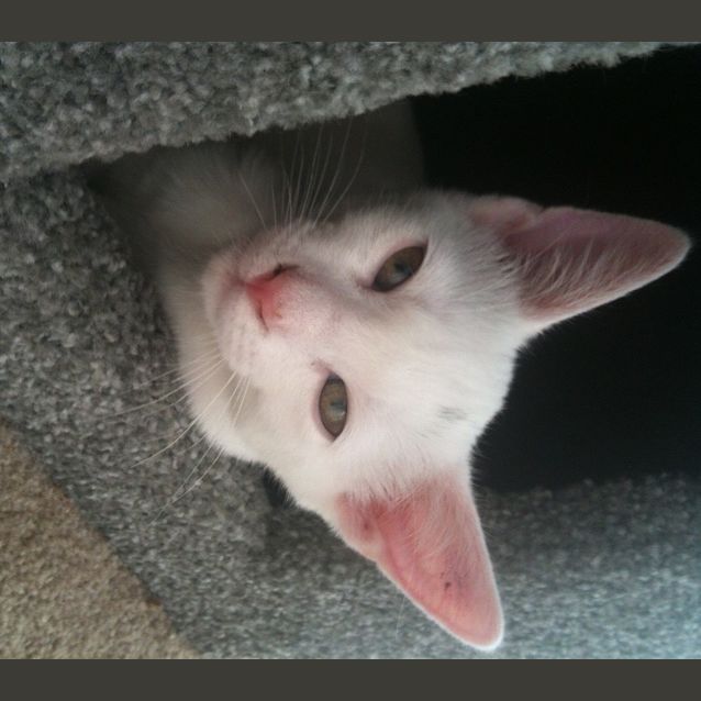 Photo of Beanie
