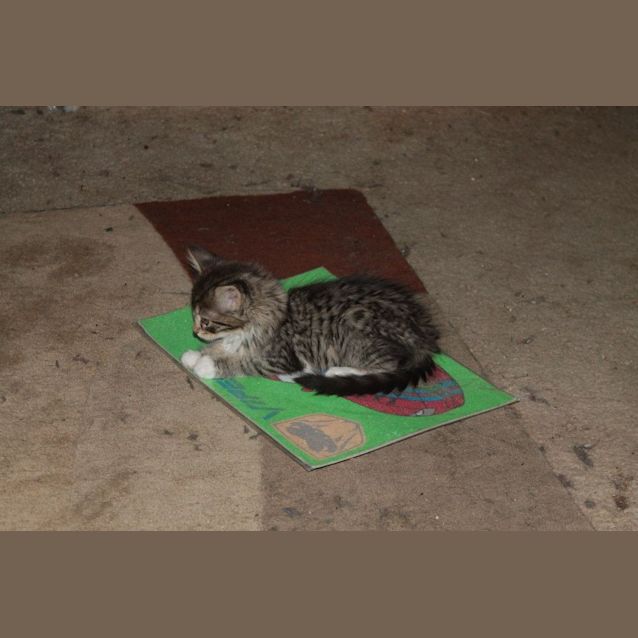 Photo of Alabama (Ali) 