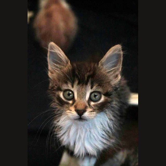 Photo of Alabama (Ali) 