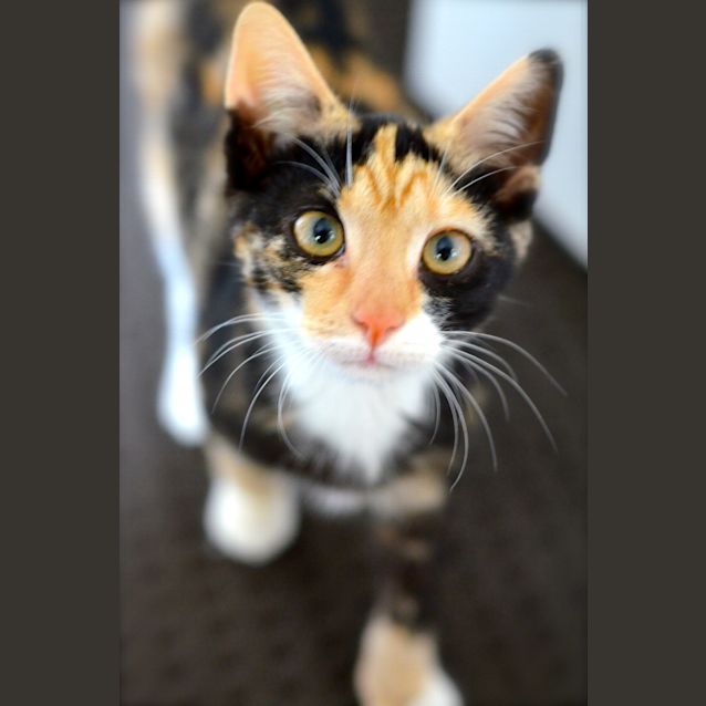 Photo of Saffy   Little Miss Sunshine!