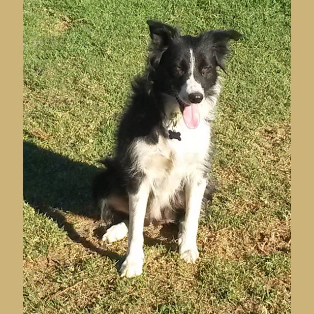 Photo of Lacey