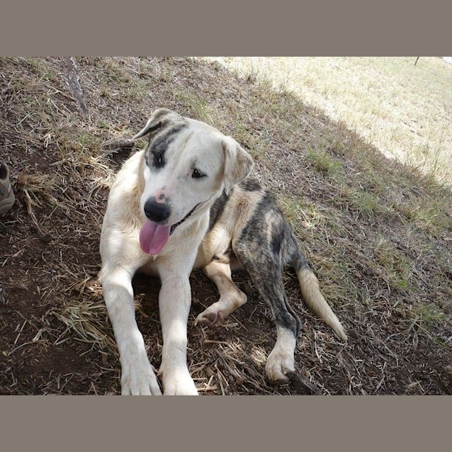 Photo of Bubba