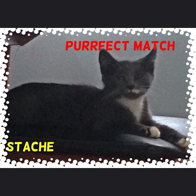 Photo of "Stache"   Purrfect Match