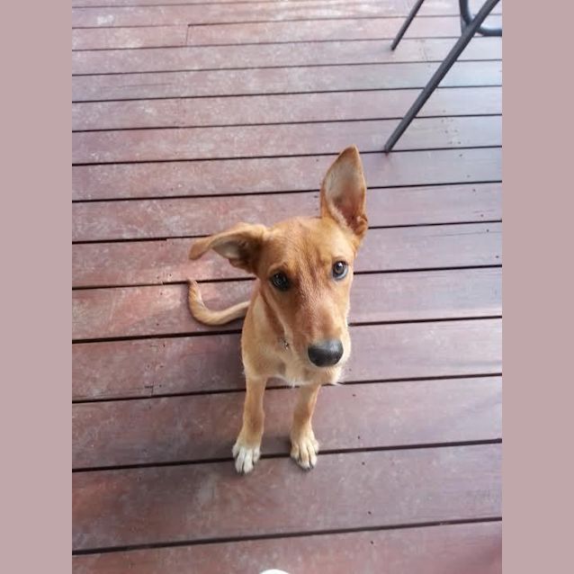 Photo of Kora. Kind Heart.