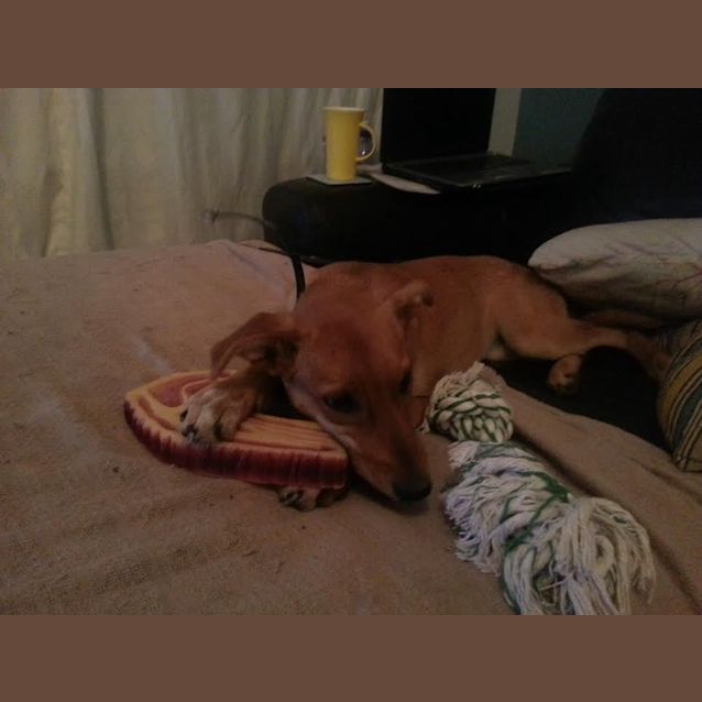 Photo of Kora. Kind Heart.