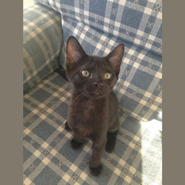 Photo of Perseus