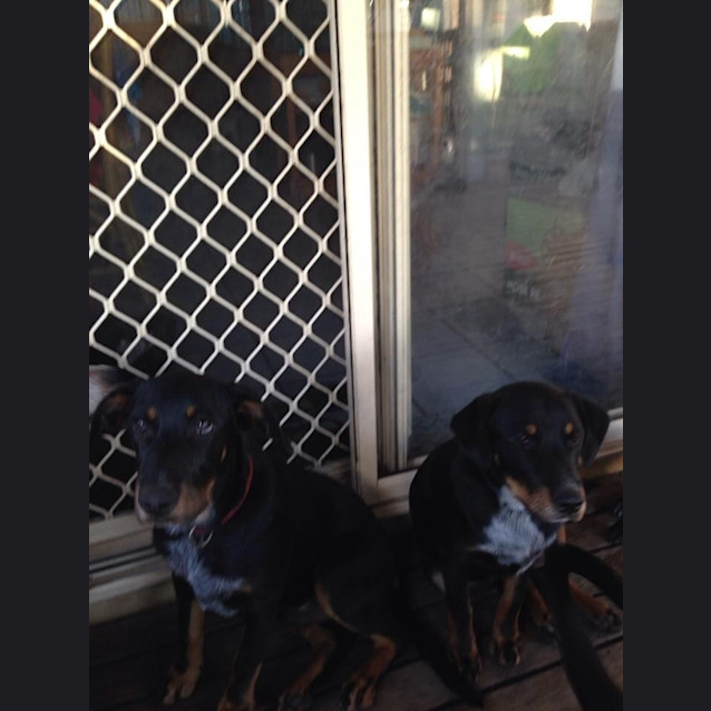 Photo of Marley (Left)