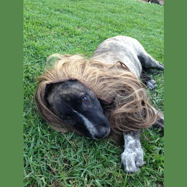 Photo of Banjo