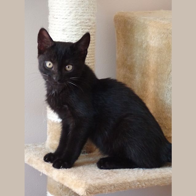 Photo of Felix   Kitten Kapers Rescue