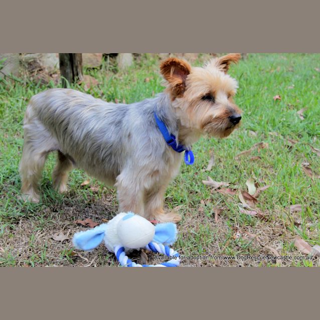 Photo of Zac ~ 10yo Male Silky Terrier (On Trial 20/05/17)