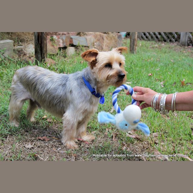 Photo of Zac ~ 10yo Male Silky Terrier (On Trial 20/05/17)