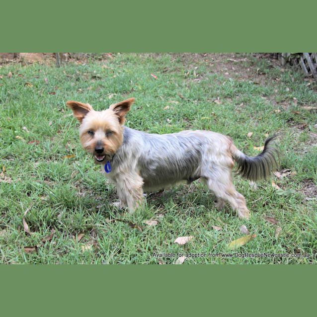 Photo of Zac ~ 10yo Male Silky Terrier (On Trial 20/05/17)