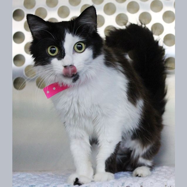 Photo of Peggy Puddle Paw