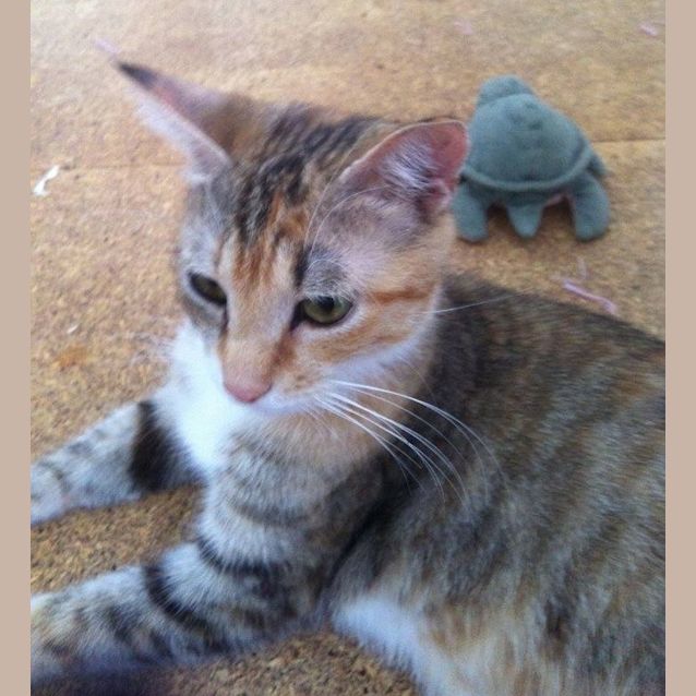 Photo of Chicka