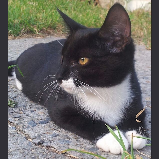 Photo of Murray (Lovebug Kitteh)