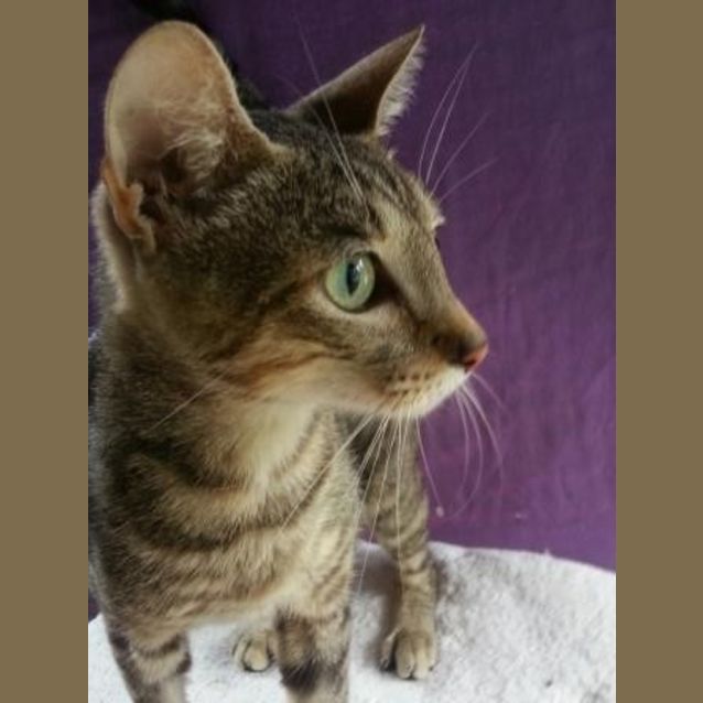 Photo of Petal