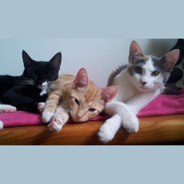 Photo of Murray (Lovebug Kitteh)