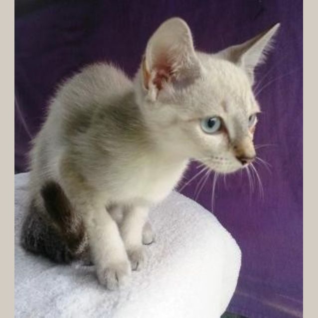 Photo of Lavender