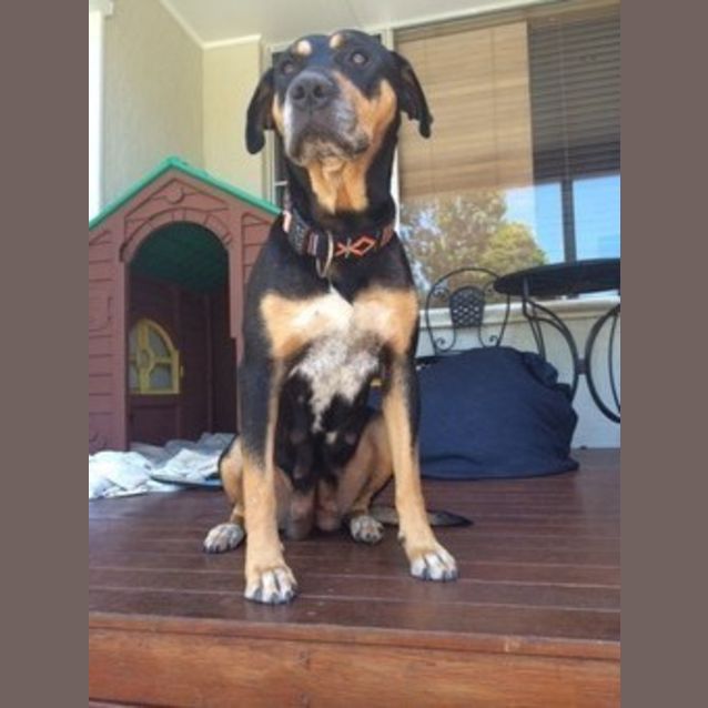 Photo of Roxy