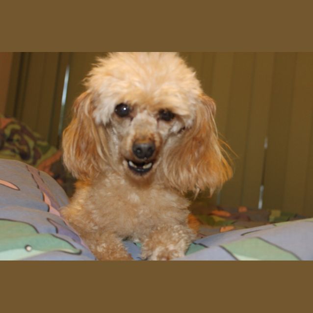 Photo of Henry   Toy Poodle