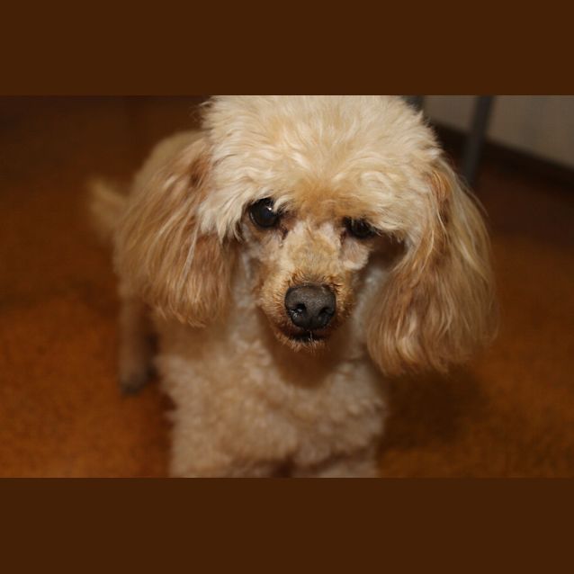Photo of Henry   Toy Poodle
