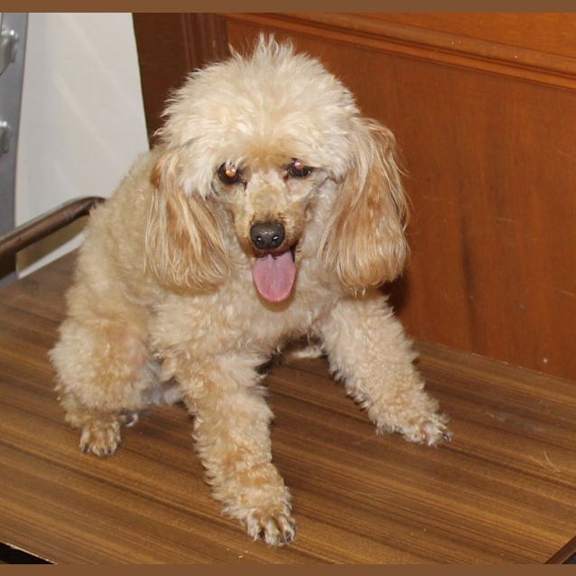 Photo of Henry   Toy Poodle