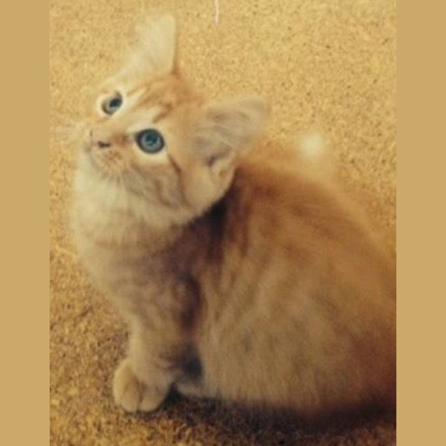 Photo of Frankie