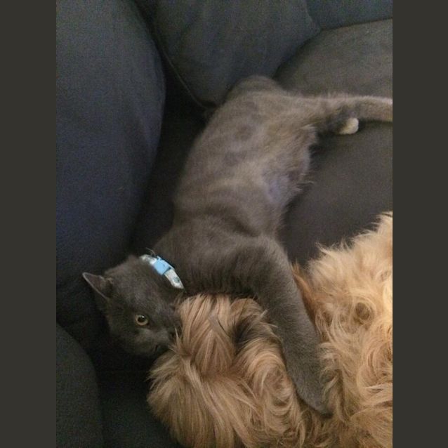 Photo of Oscar ***No More Applications Please***