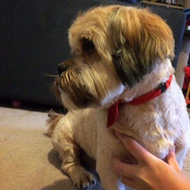 Photo of Oscar ***No More Applications Please***